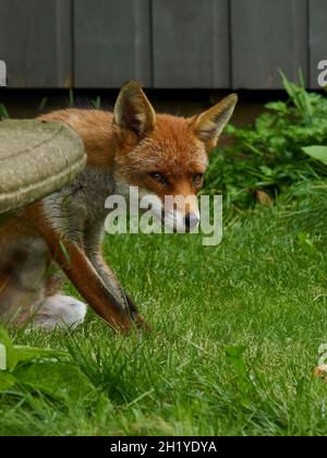 Un renard visite un jardin résidentiel dans la banlieue de Londres, se retrouvant derrière un banc de pierre pour garder un œil prudent sur le photographe. Banque D'Images