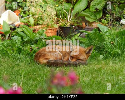 Un renard visite un jardin résidentiel dans la banlieue de Londres, se curling pour dormir dans un endroit ombragé sur la pelouse, protégé du soleil au milieu de la verdure. Banque D'Images