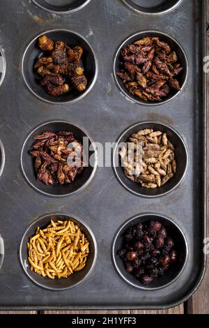 Vers de méaltères séchés, anses de la Reine-feuilles, Chapiculines, grillons séchés, vers de mopane et Chapiculines Banque D'Images