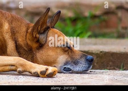 Un chien en caramel Banque D'Images