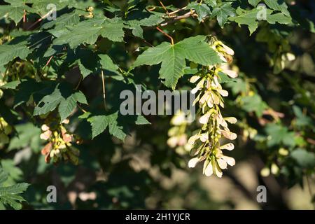 Bergae, Bergahorn, Früchte, fruchtend, Blüte,Ahorn, Acer pseudoplatanus, Sycamore, Erable sycomore, sycomore érable,L’érable sycomore Banque D'Images