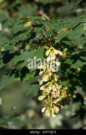 Bergae, Bergahorn, Früchte, fruchtend, Blüte,Ahorn, Acer pseudoplatanus, Sycamore, Erable sycomore, sycomore érable,L’érable sycomore Banque D'Images