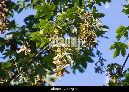 Bergae, Bergahorn, Früchte, fruchtend, Blüte,Ahorn, Acer pseudoplatanus, Sycamore, Erable sycomore, sycomore érable,L’érable sycomore Banque D'Images