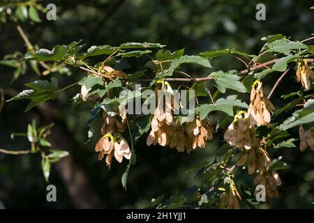 Bergae, Bergahorn, Früchte, fruchtend, Blüte,Ahorn, Acer pseudoplatanus, Sycamore, Erable sycomore, sycomore érable,L’érable sycomore Banque D'Images