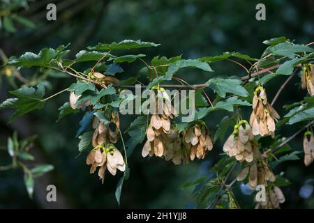 Bergae, Bergahorn, Früchte, fruchtend, Blüte,Ahorn, Acer pseudoplatanus, Sycamore, Erable sycomore, sycomore érable,L’érable sycomore Banque D'Images