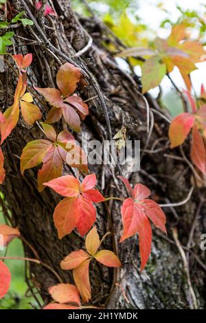 Automne, Clematis sauvage - Clematis vitalba - également connu sous le nom de la joie du voyageur et aussi la barbe du vieil homme en raison des têtes de graines de whisky blanc. Banque D'Images