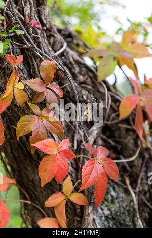 Automne, Clematis sauvage - Clematis vitalba - également connu sous le nom de la joie du voyageur et aussi la barbe du vieil homme en raison des têtes de graines de whisky blanc. Banque D'Images