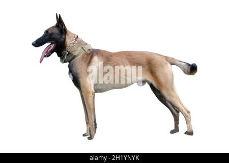 Portier mâle de race Berger belge ou Malinois.Animaux de compagnie.Chiens de service.Isolé sur fond blanc.Vue latérale Banque D'Images