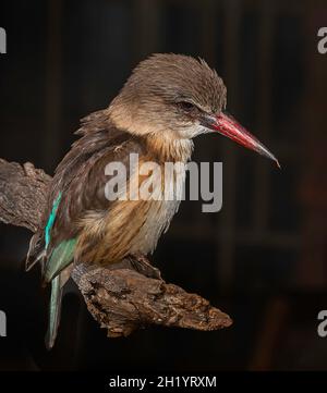 Photo d'un Kingfisher à capuchon brun perché sur une branche, avec un arrière-plan sombre Banque D'Images