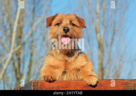 Belle photo d'un Norfolk Terrier typique en plein air pendant la journée Banque D'Images