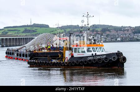 Dundee, Tayside, Écosse, Royaume-Uni.19 octobre 2021.Actualités au Royaume-Uni : la sculpture de baleine à bosse géante de 1 million de livres sterling, conçue par Lee Simmons, est enfin arrivée à Dundee pour la dernière partie du voyage qui sera installée à côté du V&A Design Museum.La baleine de 36 mètres, d'une capacité de 22 tonnes, est transportée par deux remorqueurs le long de la rivière Tay et soulevée par une grande grue jusqu'à son point de repos final à l'extérieur du musée Victoria & Albert, le long du front de mer de Dundee.Crédit : Dundee Photographics/Alamy Live News Banque D'Images