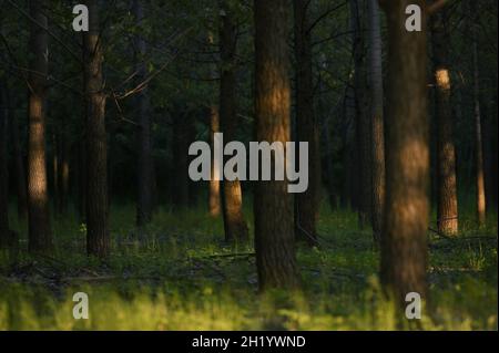 Forêt verte chaude avec lumière du soleil en été Banque D'Images