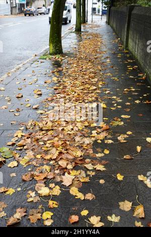pluie humide trempée feuilles d'automne tombées causant un risque de glissade sur la rue de ville belfast en irlande du nord Banque D'Images