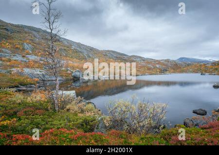 Bouleau sans feuilles près d'un petit lac dans les montagnes le jour de l'automne.Journée de brouillard dans le paysage arctique reculé du parc national Stora Sjofallet, en Suède. Banque D'Images