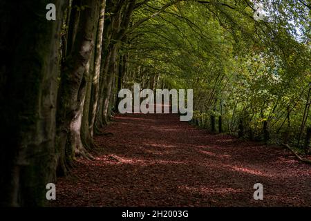 Arbres Sycamore Banque D'Images