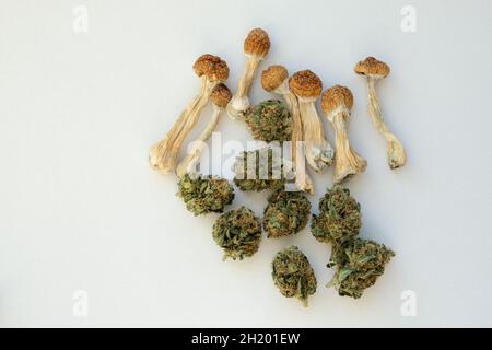 Mise en page de champignons psilocybe séchés et de bourgeons de marijuana sur fond blanc.Voyage psychédélique, loisirs dans le quartier des affaires.Concept de micro-dosage. Banque D'Images