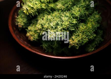 Séchage de fleurs naturelles de marijuana gros plan. Culture du cannabis, temps de récolte. Herbe coupée dans un plat rond isolé sur fond noir. Banque D'Images