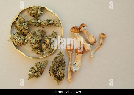 Mise en page de champignons psilocybe séchés et de bourgeons de cannabis sur fond ivoire.Voyage psychédélique, loisirs dans le quartier des affaires.Concept de micro-dosage. Banque D'Images