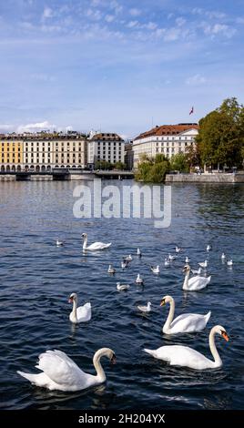 Cygnes et mouettes devant les bâtiments du Quai des Bergues, Genève, Suisse Banque D'Images