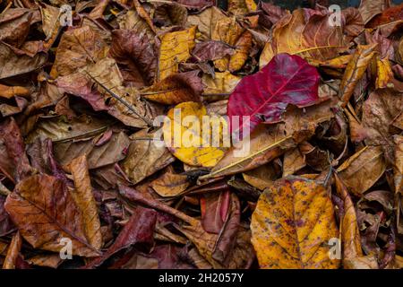 Feuilles jaunes et rouges tombées sur le sol à l'automne Banque D'Images