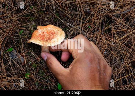 Champignons sauvages comestibles de la calotte de lait de safran poussant dans l'habitat.Lactarius deliciosus. Banque D'Images