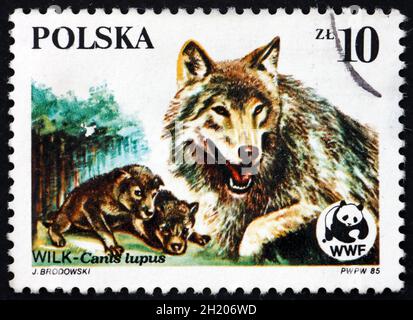 POLOGNE - VERS 1985 : un timbre imprimé en Pologne montre Wolf, Canis Lupus, Endangered Wildlife, vers 1985 Banque D'Images