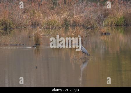 Grand héron bleu debout dans la pêche en eau peu profonde tandis qu'un groupe de merganseurs à capuchon nagent à l'arrière-plan dans les zones humides au début de l'hiver Banque D'Images