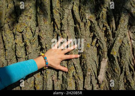 Main femelle touchant le tronc d'un vieil arbre avec écorce éclairée par les rayons du soleil de l'après-midi Banque D'Images