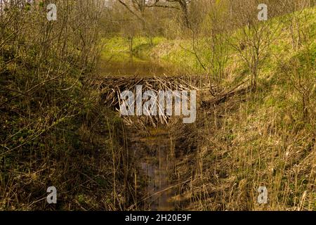 Vue de drone de petits barrages de castors sur une rivière pendant les jours d'été. Banque D'Images