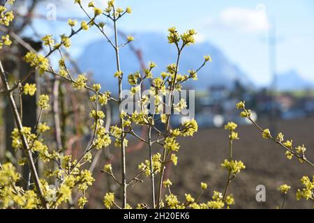 Blüten der Kornelkirsche, in Österreich auch Dirndlstrauch genannt - Die Blütezeit dieses Strauchs liegt im März/April, in der Regel sogar noch vor de Banque D'Images