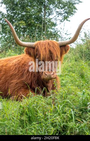 Vache longée de haut-pays à cornes couchée avec des cornes et un long manteau ondulé et laineux Banque D'Images