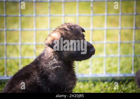 Chien de berger allemand (alsacien) chiot Banque D'Images