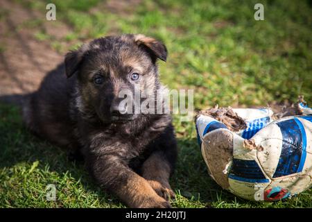 Chien de berger allemand (alsacien) chiot Banque D'Images