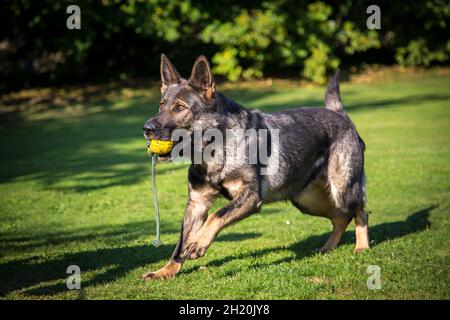 Berger Allemand alsacien () Banque D'Images