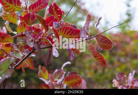 Gouttes de pluie sur des feuilles colorées dans la forêt en automne Banque D'Images