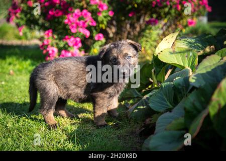 Chien de berger allemand (alsacien) chiot Banque D'Images