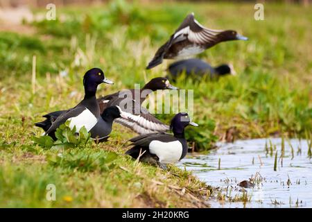 Canards toufftés reposant sur des terres près du lac ( Aythya fuligula ) Banque D'Images