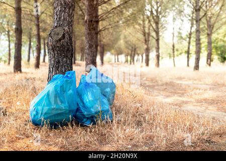 Volontaire homme collectant des déchets de plastique sous des pins.Mise au point sélective. Banque D'Images