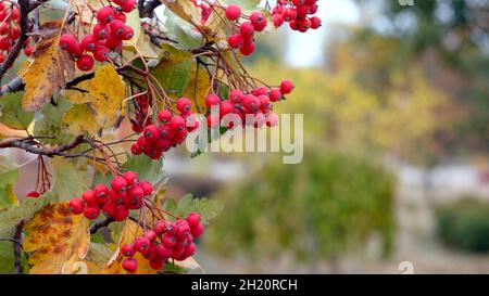 Hawthorn (Crataegus monogyna) sur fond flou. Banque D'Images