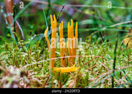 Prob. Stagshorn. JauneCalocera viscosa, mousse et bois mort Banque D'Images