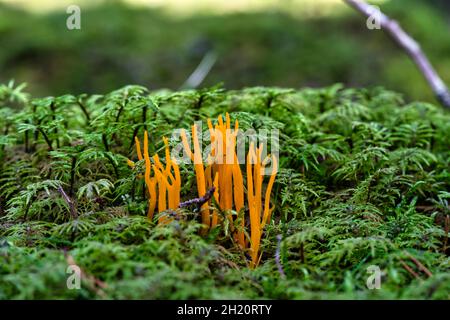 Prob. Stagshorn. JauneCalocera viscosa, mousse et bois mort Banque D'Images