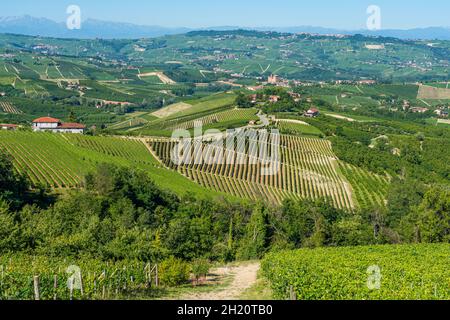 Le beau château de Grinzane et ses vignobles dans la région de Langhe, Piémont, Italie. Banque D'Images