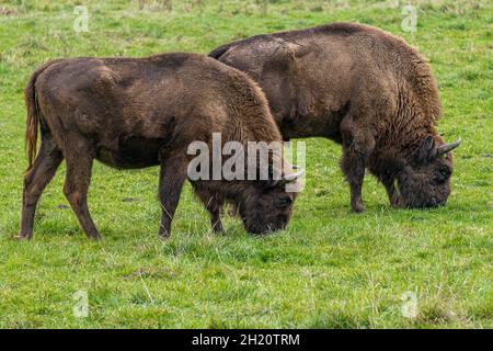 Bisons européens (Bison bonasus) paître sur un terrain vert. Banque D'Images