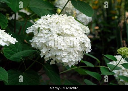 Hydrangea paniculata lumière blanche dans le jardin en été.Hortensia sphérique de jardin pendant la période de floraison.Bush avec petites fleurs blanches Banque D'Images