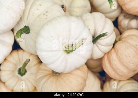 Vue de dessus de la petite citrouille blanche Baby Boo en pile Banque D'Images