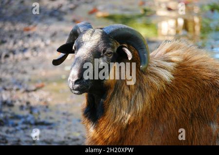 gros plan d'un mouton camerounais avec des cornes noires incurvées au soleil Banque D'Images