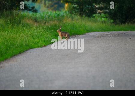 Un lièvre brun est situé sur une route asphaltée à côté des champs Lepus europaeus Banque D'Images