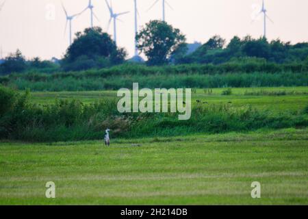 un héron gris se dresse sur un champ vert près d'un parc éolien Banque D'Images