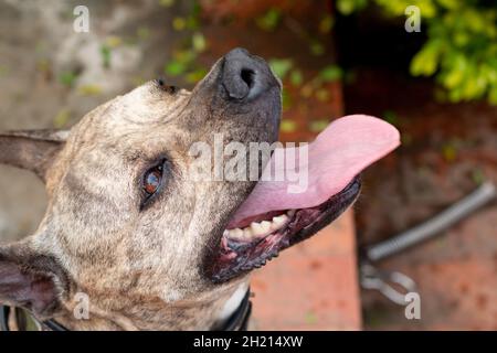 Portrait d'un taureau de fosse qui se panse et dépasse de sa langue. Banque D'Images