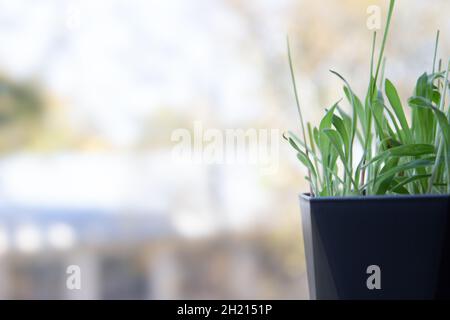 De l'herbe fraîche et verte a germé dans un pot sur un fond flou.Espace pour le texte. Banque D'Images